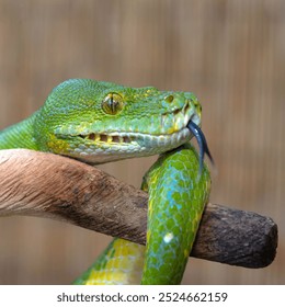 Sorong Green Tree Python (Morelia viridis)