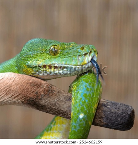 Sorong Green Tree Python (Morelia viridis)