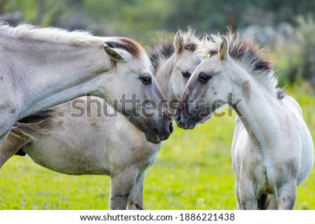 Sorraia Horses in the Middle Coa Valley in northern Portugal of Europe
