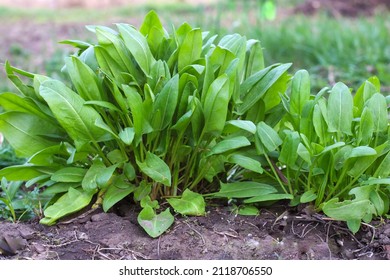 Sorrel. Beautiful herbal abstract background of nature. rumex acetosa. Perennial herb. Spring landscape. Popular cooking seasoning. Home plants, products. Gardening