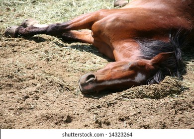 Sorrel colored horse sleeping in a corral