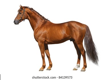 Sorrel Don horse isolated on white. - Shutterstock ID 84139573