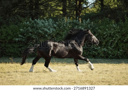 Sorrel draft horse galloping in the paddock on the farm