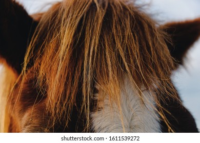 Sorrel Horse Forelock Close White Blaze Stock Photo 1611539272 ...