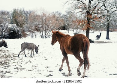 Sorrel Horse With Mini Donkeys In Winter Snow Field.