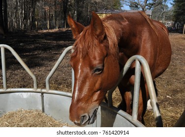 Sorrel Mare Standing At The Round Bale Feeder