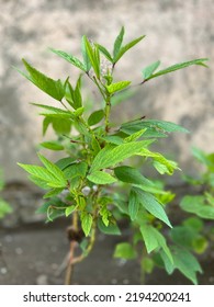 Sorrel Plant In Bright Colours