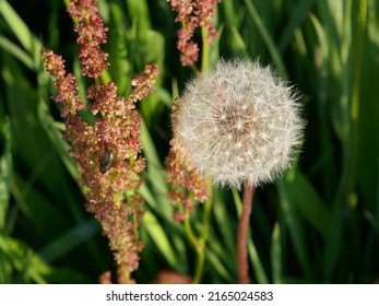 Sorrel Plant With Dandelion Fluff