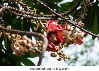 101 Sorrowless flower Images, Stock Photos & Vectors | Shutterstock