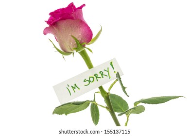 I Am Sorry High Res Stock Images Shutterstock