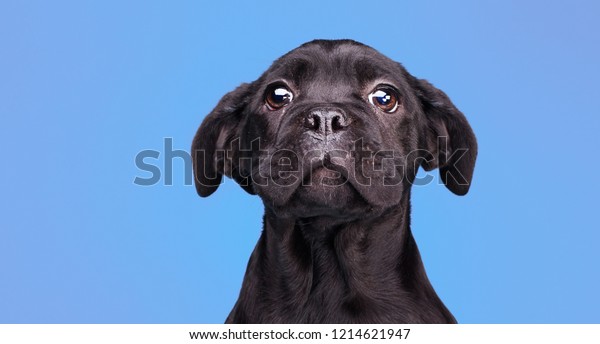 悪い犬 とても悲しい 目をした黒犬 不吉な または不幸な黒い子犬の杖のコルソ 困っているかわいい黒い子犬 の写真素材 今すぐ編集
