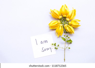 i am sorry message card handwriting with ylang ylang yellow flowers  on background white