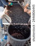 Sorting belt, harvest works in Saint-Emilion wine making region on right bank of Bordeaux, picking, sorting with hands and crushing Merlot or Cabernet Sauvignon red wine grapes, France. Red wines