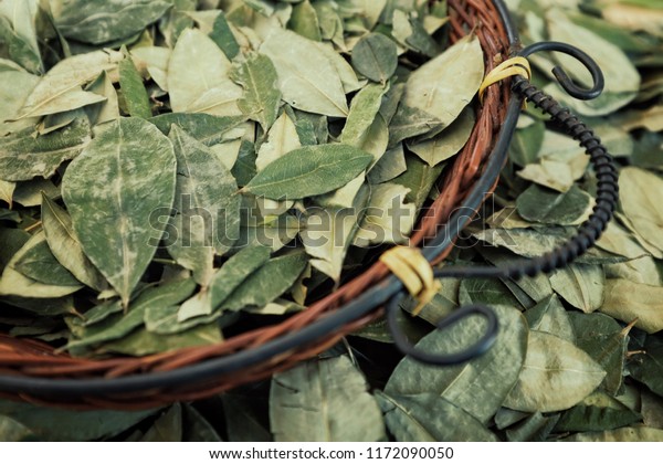 sorting dried coca leafs in a small woven basket,\
Santa Cruz de la Sierra,\
Bolivia