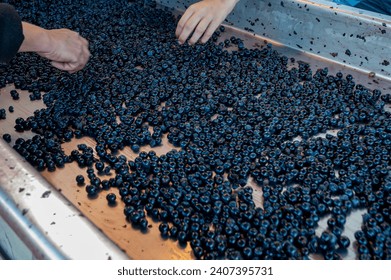 Sorting, harvest works in Saint-Emilion wine making region on right bank of Bordeaux, picking, sorting with hands and crushing Merlot or Cabernet Sauvignon red wine grapes, France. Red wines  - Powered by Shutterstock