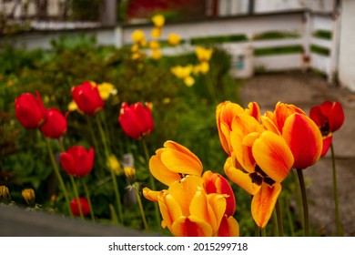 Sortland, Lofoten Islands, Norway: June 7, 2018: The Sortland tulips.