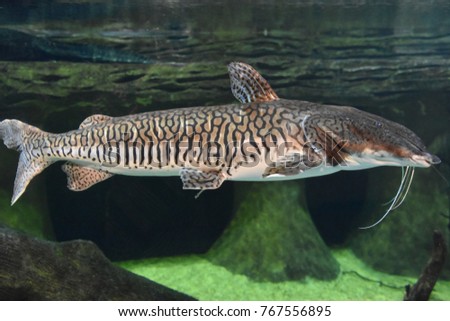 A Sorubim Fish