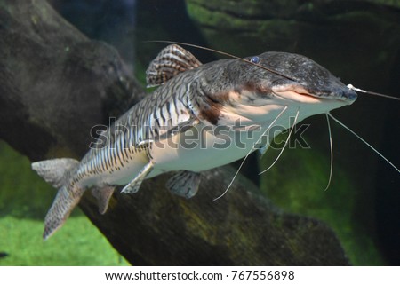 A Sorubim Fish
