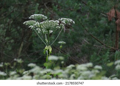 Sosnowsky's hogweed (Heracleum sosnowskyi), a highly invasive plant species  in Eastern Europe