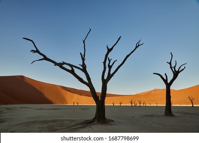 Sossusvlei Desert Sun Rise Trees