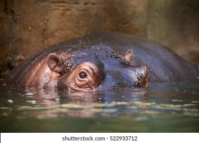 sotret Hippo out of the water