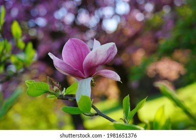 Soulange magnolia. Beautiful pink magnolia. Indirect magnolia.  
