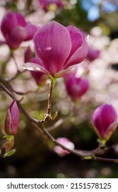  Soulange magnolia.Beautiful pink magnolia. Indirect magnolia.  