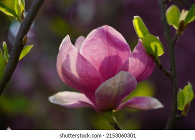  Soulange magnolia.Beautiful pink magnolia. Indirect magnolia.  