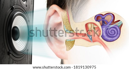 Sound speaker and structure of the human ear. Influence of loud sound on hearing.