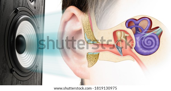 Sound speaker and structure of the human ear.\
Influence of loud sound on\
hearing.