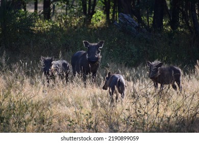 A Sounder Of Warthogs At Victoria Falls National Park, Zambia. 