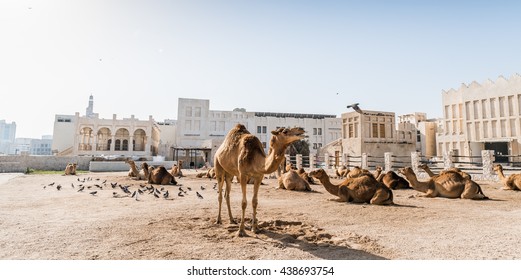 Souq Waqif Camel Market