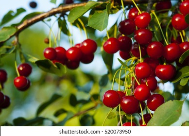 Sour Cherry Fruits Hanging On Branch