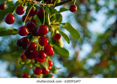 sour cherry fruits hanging on branch - Shutterstock ID 618391697