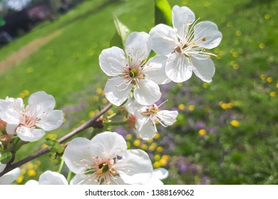 Sour Cherry Tree Flowers On Branch In Springtime. Prunus Cerasus