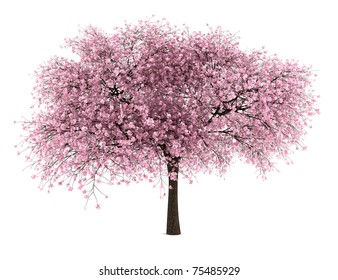 sour cherry tree isolated on white background