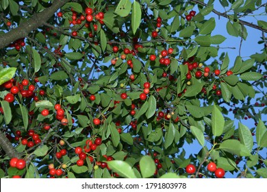 Dwarf Cherry Images Stock Photos Vectors Shutterstock