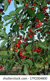 Dwarf Cherry Images Stock Photos Vectors Shutterstock