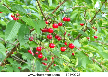 Similar – Image, Stock Photo Cherries (shortly before harvest)