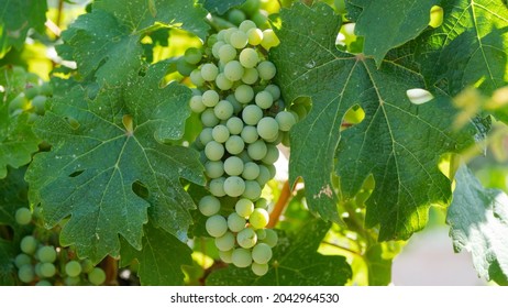 Sour Grapes On The Branch. Nontoxic And Organic Vineyard In Rural Turkey. Mediterranean Wine Making Process. 