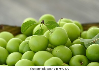 Sour Green Plums, Double Bunch Of Plums, Large Amounts Of Green Fresh Plums,