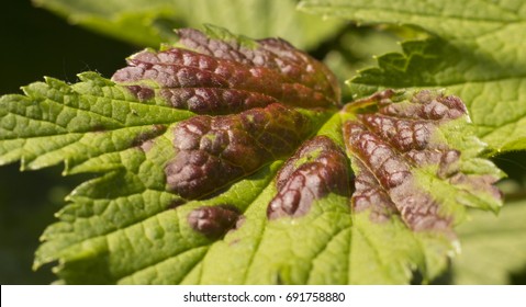 Sour Leaf Of Currant Phytophthora And Red Spots