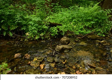 Source of water in the forest