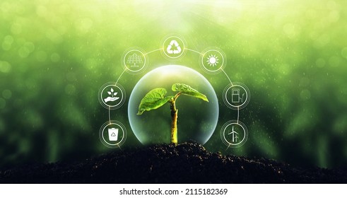 Sources For Renewable, Sustainable Development. Environment And  Ecology  Concept.