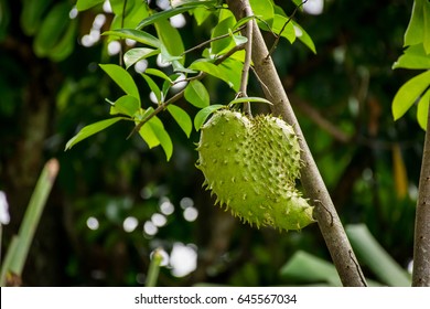 Soursop