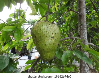 Guyabano Tree High Res Stock Images Shutterstock