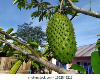 Guyabano Tree High Res Stock Images Shutterstock