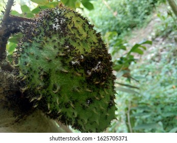 Durian belanda