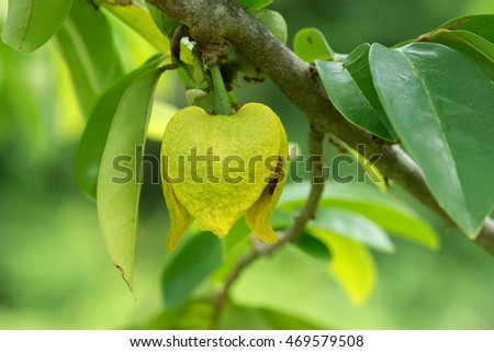 Similar – Image, Stock Photo Fruit of an Annona plant From bobmachee