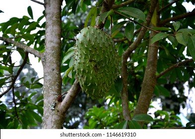 Soursop Tree Images Stock Photos Vectors Shutterstock